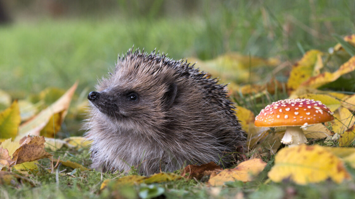 Can AI detect hedgehogs from space? Maybe if you find brambles first.