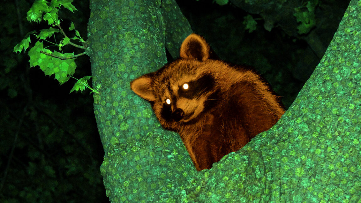 Modder injects AI dialogue into 2002’s Animal Crossing using memory hack